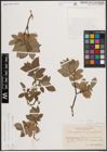 Foto von Salix caprea L. x Salix starkeana Willd.